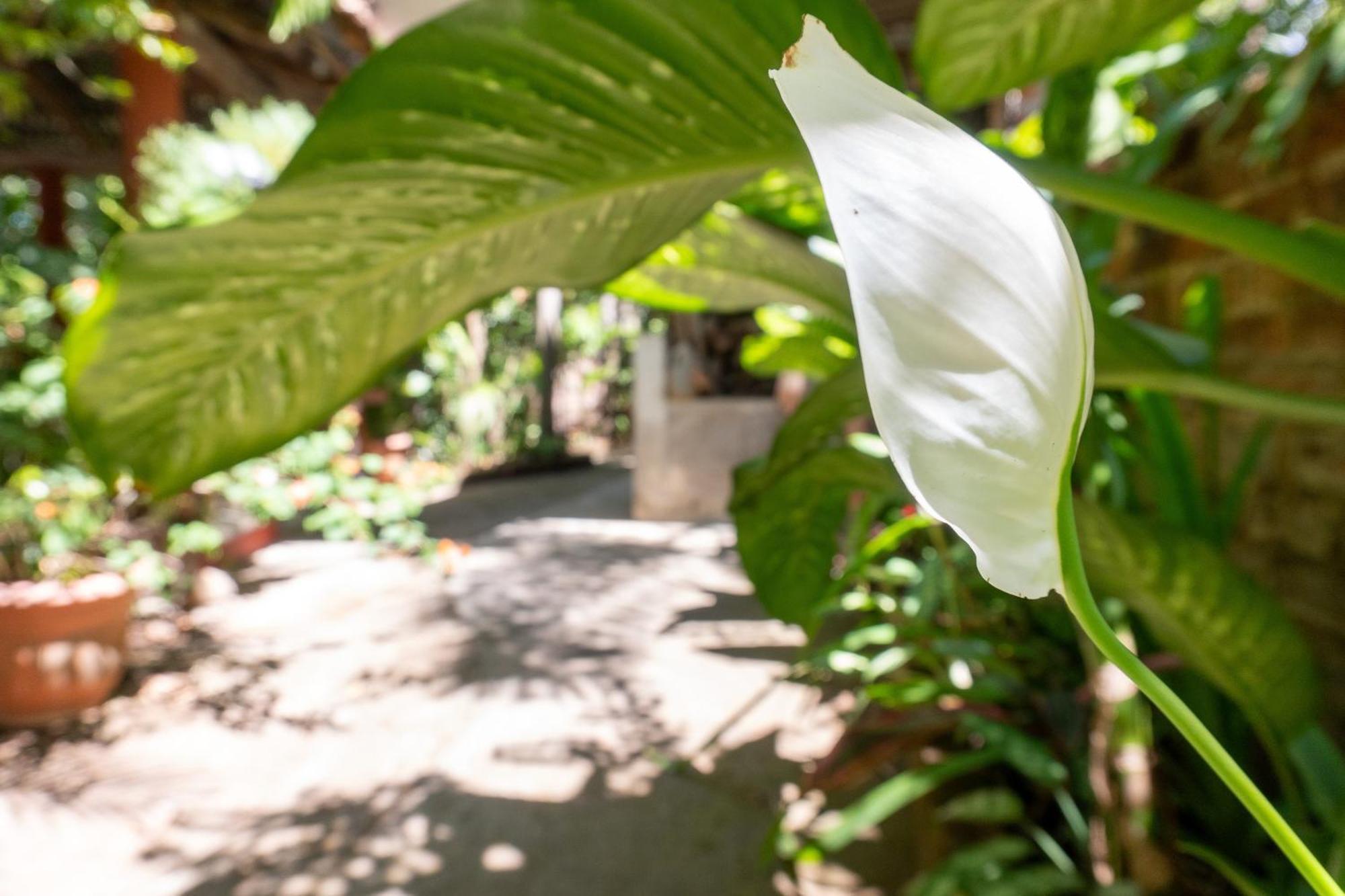 Hostal Delmy Suchitoto ภายนอก รูปภาพ